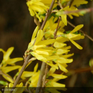 FORSYTHIA x intermedia...