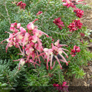GREVILLEA lanigera Mount...