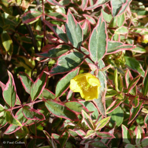 HYPERICUM x moserianum...