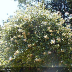 LONICERA japonica Halliana