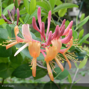 LONICERA x heckrottii...
