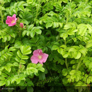 ROSIER rugosa