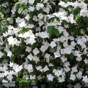 PHILADELPHUS x virginalis...