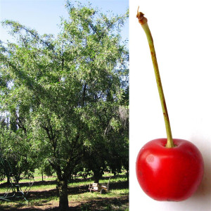CERISIER Cerise de la...