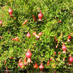 PUNICA granatum Nana...