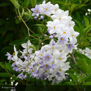 SOLANUM jasminoides bleu