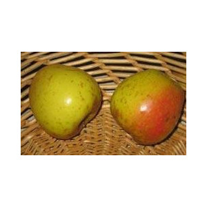 POMMIER Reinette Martin