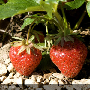 FRAISIER remontant Anais
