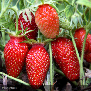 FRAISIER remontant Mariguette
