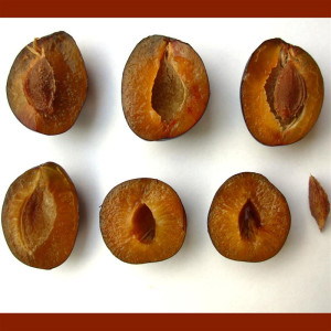 PRUNIER Précoce dErsingen