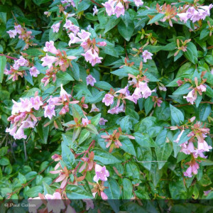 ABELIA Edward goucher