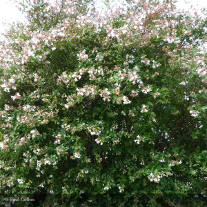 ABELIA x grandiflora