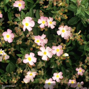 CISTUS x skanbergii