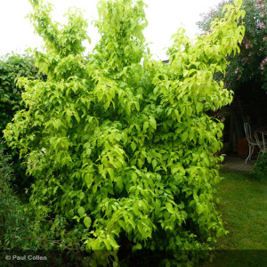 CORNUS alba Aurea