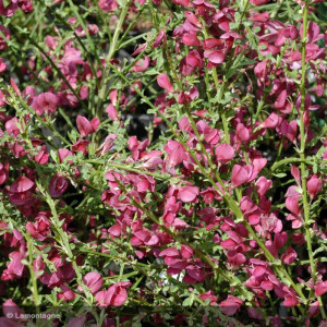 CYTISUS Boskoop ruby