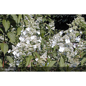 HYDRANGEA paniculata Kyushu