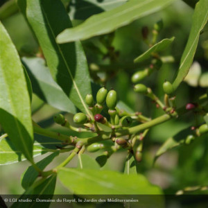 LAURUS nobilis