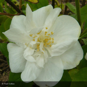 PHILADELPHUS Manteau d'hermine