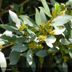 RHAMNUS alaternus