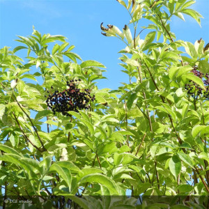SAMBUCUS nigra