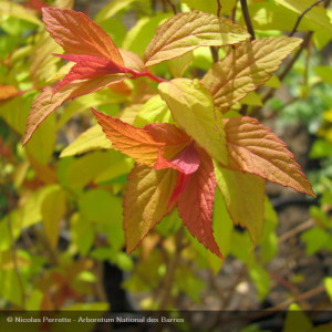SPIRAEA japonica Goldflame