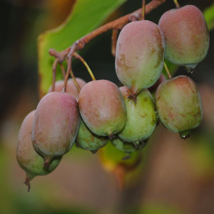 KIWI arguta Kiwai 'kens red...
