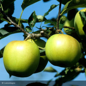 POMMIER Golden delicious