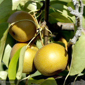 NASHI Hosui