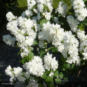 PHILADELPHUS Minnesota...