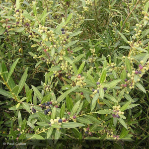 PHILLYREA angustifolia