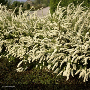 SPIRAEA x cinerea Grefsheim
