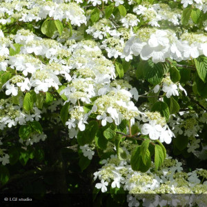 VIBURNUM plicatum Mariesii