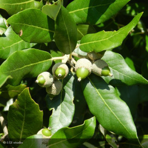 QUERCUS ilex