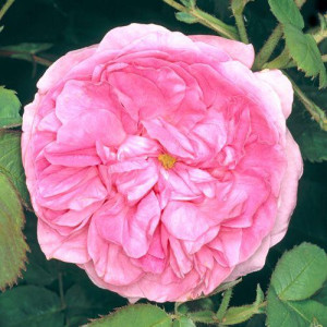 ROSIER buisson Chapeau de...