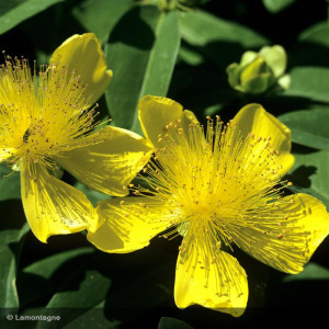 HYPERICUM calycinum