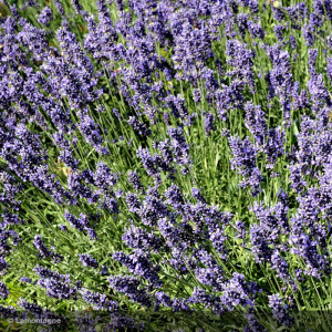 LAVANDULA angustifolia...