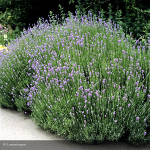 LAVANDULA angustifolia Hidcote