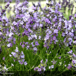 LAVANDULA angustifolia...