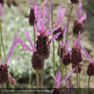 LAVANDULA stoechas