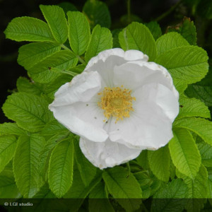 ROSIER rugosa Alba