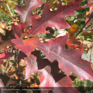 QUERCUS rubra