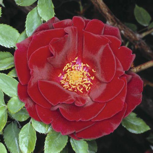 ROSIER grimpant Guinée