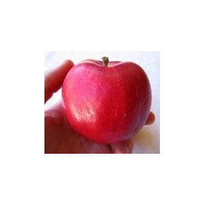 POMMIER Rouge Brunel