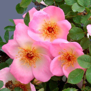 ROSIER buisson Fruhlingsmorgen
