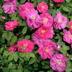 ROSIER buisson Gallica...
