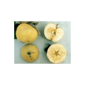 POMMIER Transparente de...