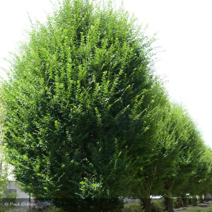 CARPINUS betulus Fastigiata