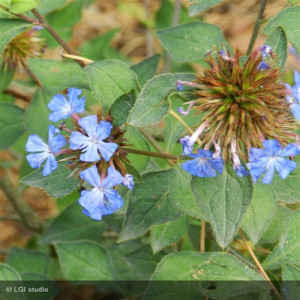 CERATOSTIGMA willmotianum