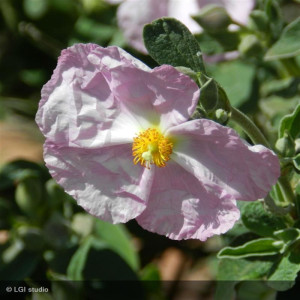 CISTUS monspelliansis