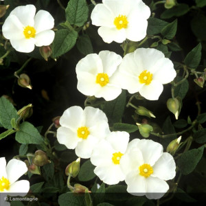 CISTUS x florentinus